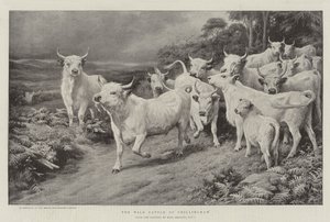 チリンガムの野生の牛